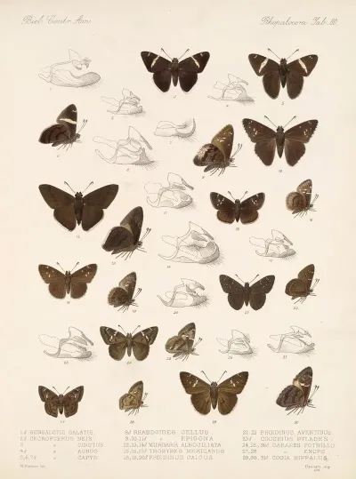 Insecta Lepidoptera Rhopalocera Pl 081