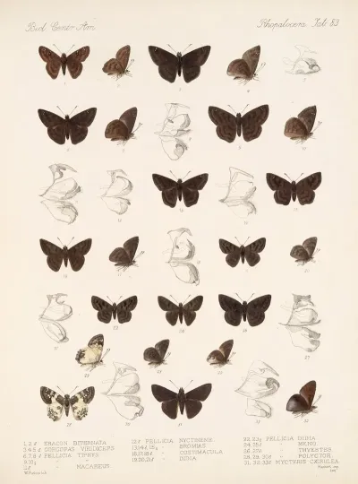 Insecta Lepidoptera Rhopalocera Pl 084
