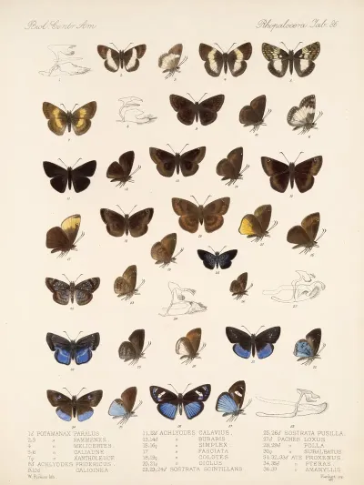 Insecta Lepidoptera Rhopalocera Pl 087