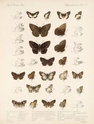 Insecta Lepidoptera Rhopalocera Pl 088