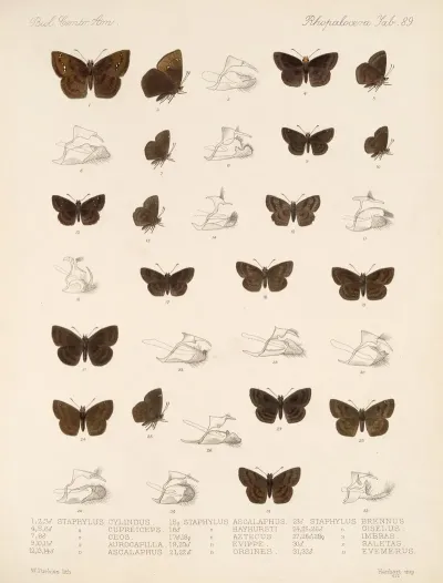 Insecta Lepidoptera Rhopalocera Pl 090