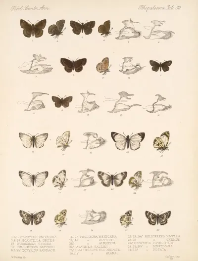 Insecta Lepidoptera Rhopalocera Pl 091