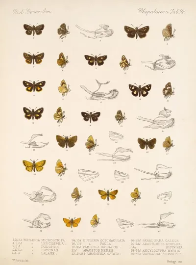 Insecta Lepidoptera Rhopalocera Pl 093