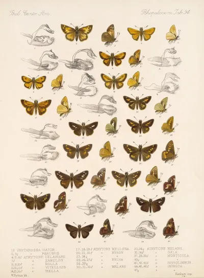 Insecta Lepidoptera Rhopalocera Pl 095