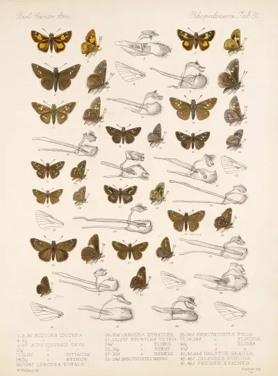 Insecta Lepidoptera Rhopalocera Pl 096