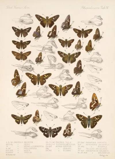 Insecta Lepidoptera Rhopalocera Pl 097