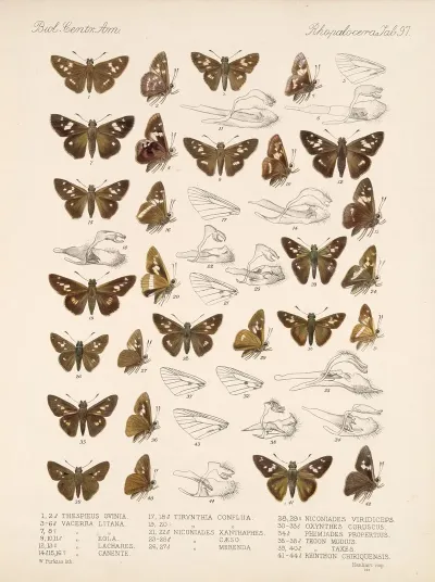 Insecta Lepidoptera Rhopalocera Pl 098