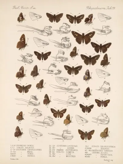 Insecta Lepidoptera Rhopalocera Pl 100