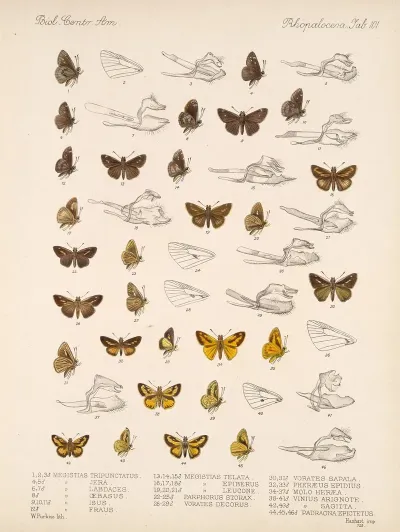 Insecta Lepidoptera Rhopalocera Pl 102