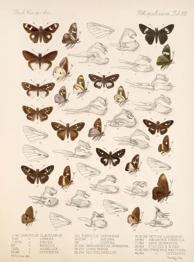 Insecta Lepidoptera Rhopalocera Pl 103