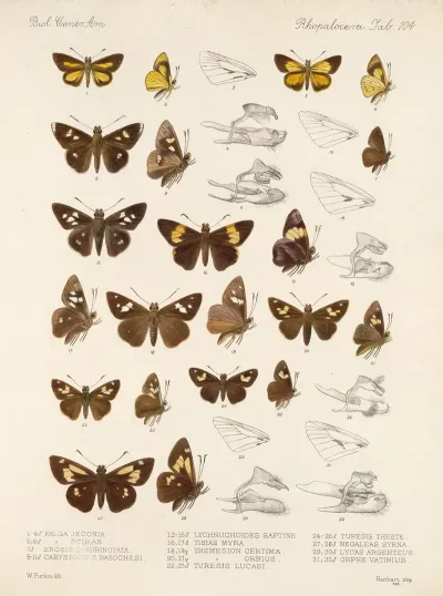 Insecta Lepidoptera Rhopalocera Pl 105