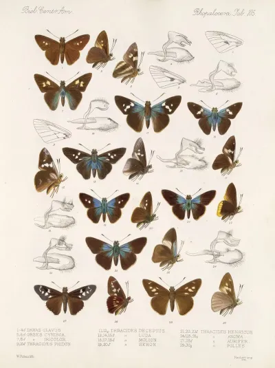 Insecta Lepidoptera Rhopalocera Pl 106