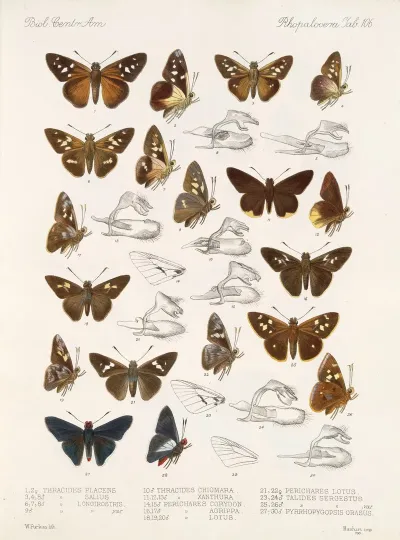 Insecta Lepidoptera Rhopalocera Pl 107