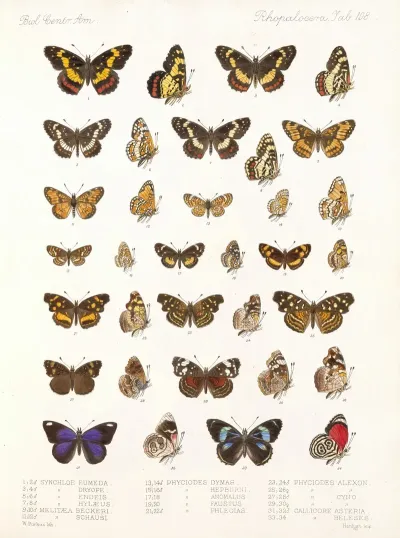 Insecta Lepidoptera Rhopalocera Pl 109