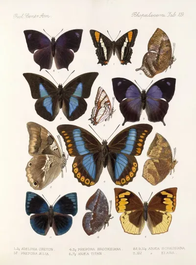 Insecta Lepidoptera Rhopalocera Pl 110