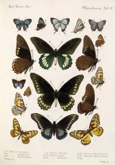 Insecta Lepidoptera Rhopalocera Pl 112