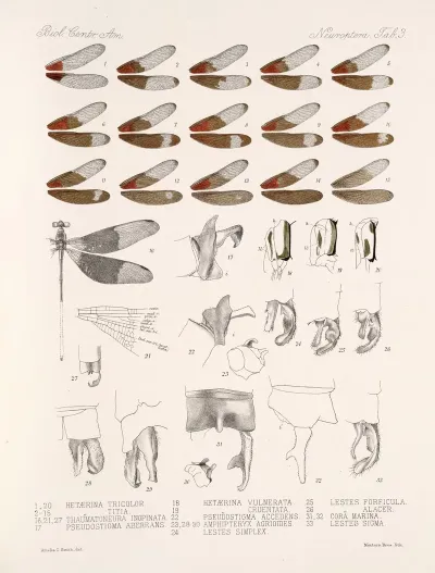 Insecta Neuroptera Pl 2