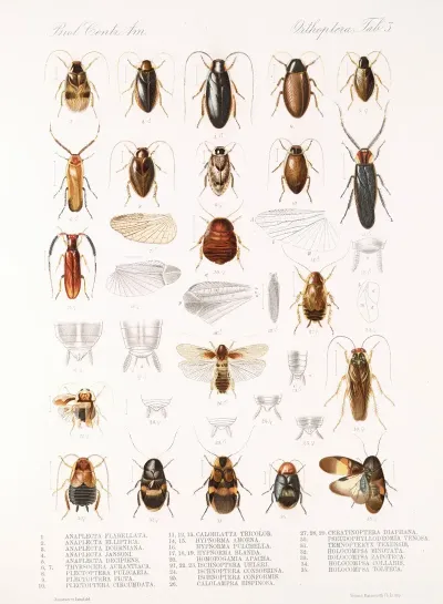 Insecta Orthoptera Pl 1