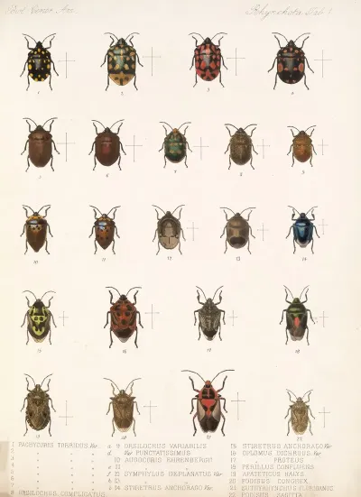 Insecta Rhynchota Hemiptera Heteroptera Pl 01