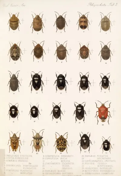 Insecta Rhynchota Hemiptera Heteroptera Pl 02