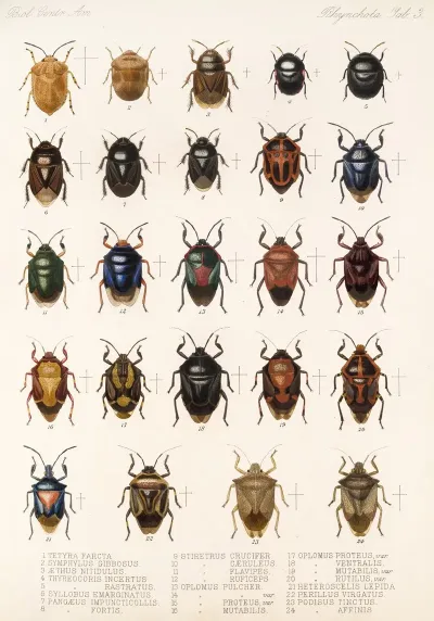 Insecta Rhynchota Hemiptera Heteroptera Pl 03