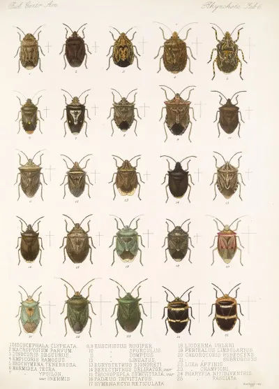 Insecta Rhynchota Hemiptera Heteroptera Pl 06