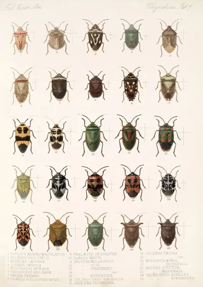 Insecta Rhynchota Hemiptera Heteroptera Pl 07