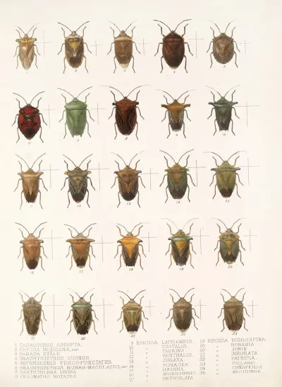 Insecta Rhynchota Hemiptera Heteroptera Pl 08