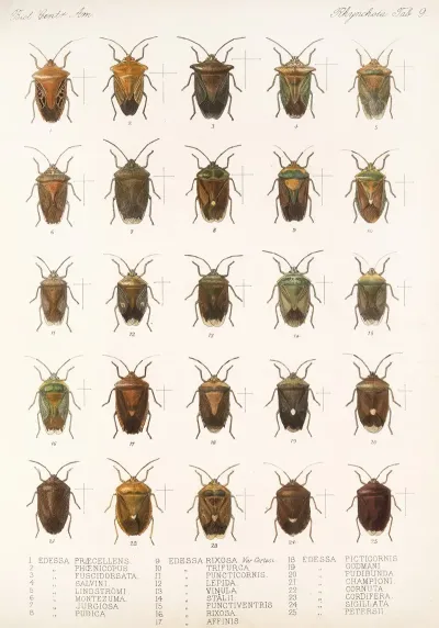 Insecta Rhynchota Hemiptera Heteroptera Pl 09