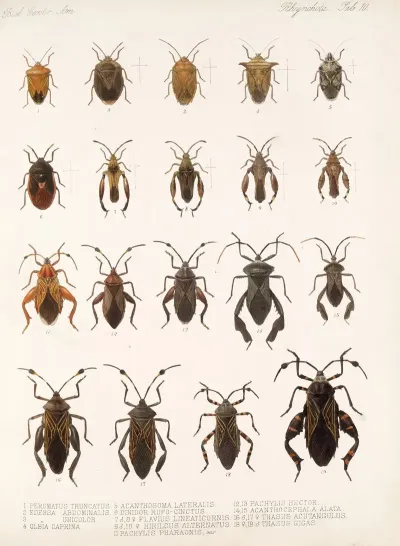 Insecta Rhynchota Hemiptera Heteroptera Pl 10