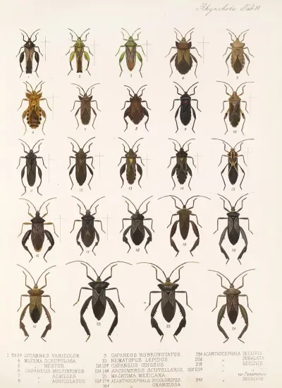 Insecta Rhynchota Hemiptera Heteroptera Pl 11