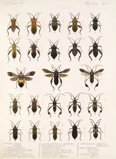 Insecta Rhynchota Hemiptera Heteroptera Pl 12