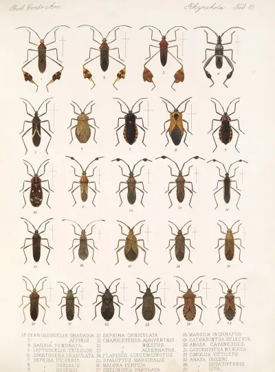 Insecta Rhynchota Hemiptera Heteroptera Pl 13