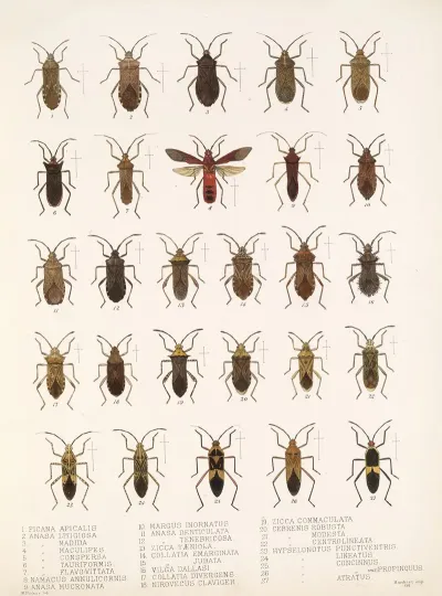 Insecta Rhynchota Hemiptera Heteroptera Pl 14