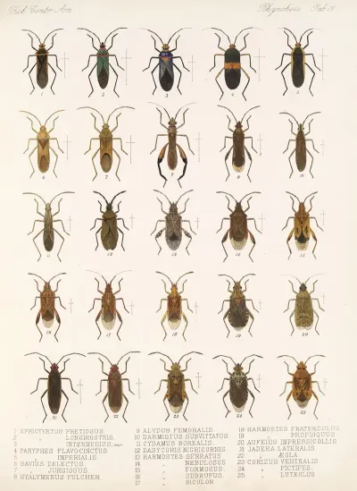 Insecta Rhynchota Hemiptera Heteroptera Pl 15