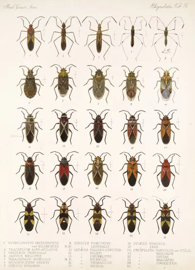 Insecta Rhynchota Hemiptera Heteroptera Pl 16