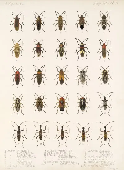 Insecta Rhynchota Hemiptera Heteroptera Pl 18