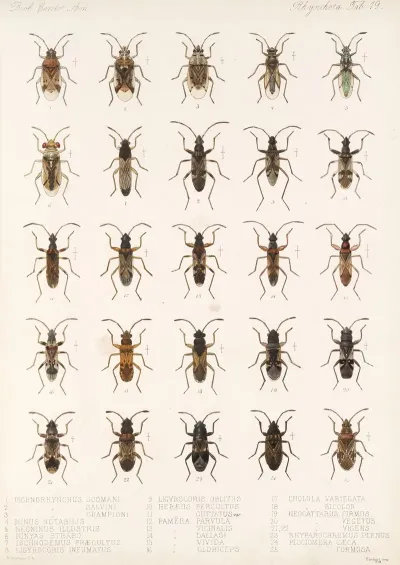 Insecta Rhynchota Hemiptera Heteroptera Pl 19