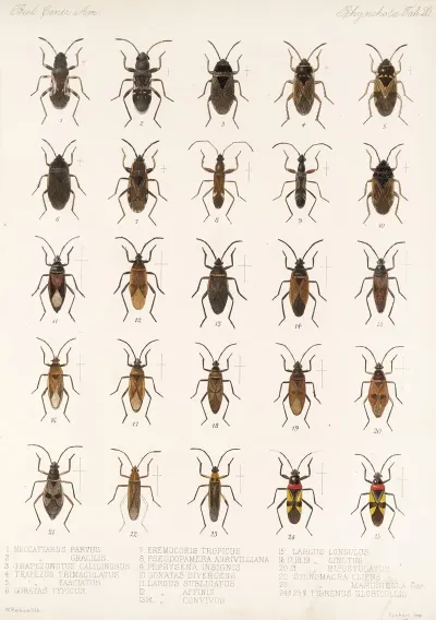 Insecta Rhynchota Hemiptera Heteroptera Pl 20