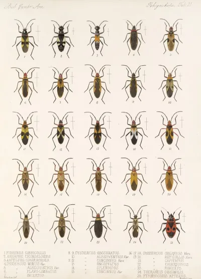 Insecta Rhynchota Hemiptera Heteroptera Pl 21