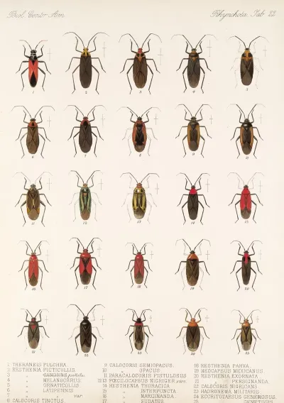 Insecta Rhynchota Hemiptera Heteroptera Pl 22