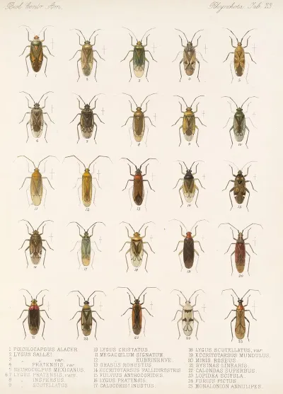 Insecta Rhynchota Hemiptera Heteroptera Pl 23