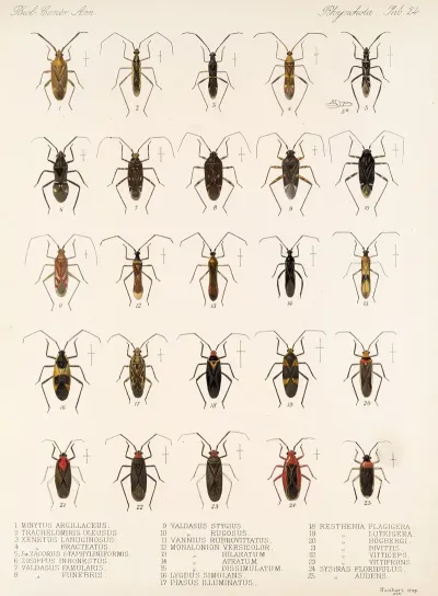 Insecta Rhynchota Hemiptera Heteroptera Pl 24