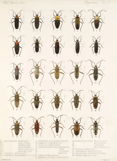 Insecta Rhynchota Hemiptera Heteroptera Pl 25