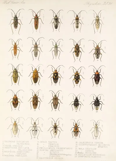 Insecta Rhynchota Hemiptera Heteroptera Pl 26