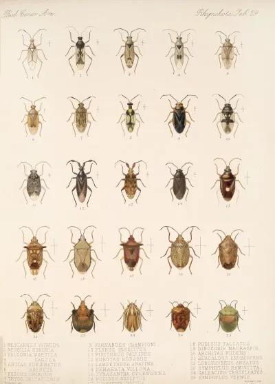 Insecta Rhynchota Hemiptera Heteroptera Pl 29