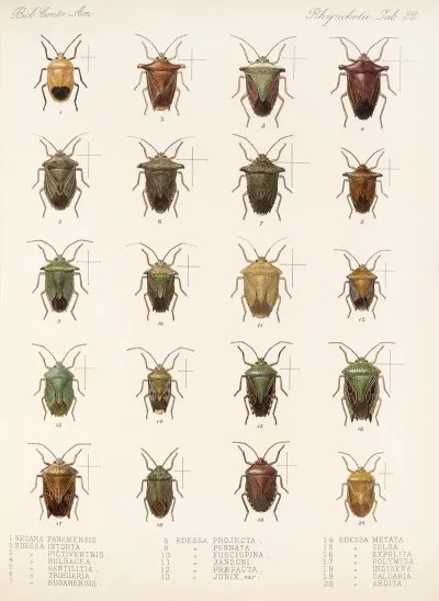 Insecta Rhynchota Hemiptera Heteroptera Pl 32