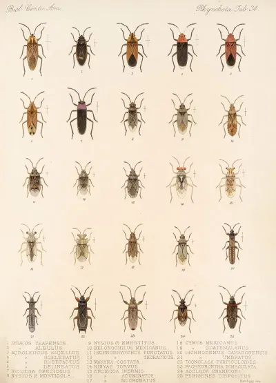 Insecta Rhynchota Hemiptera Heteroptera Pl 34