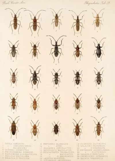 Insecta Rhynchota Hemiptera Heteroptera Pl 35
