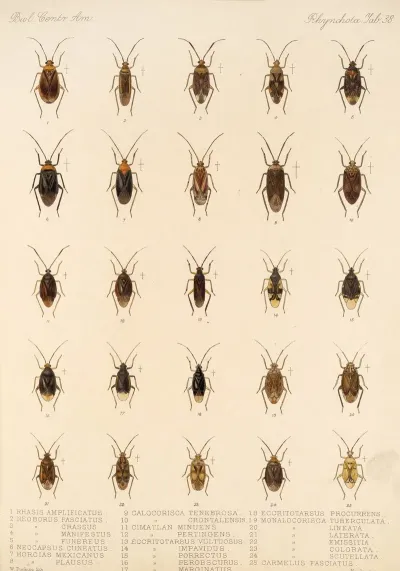 Insecta Rhynchota Hemiptera Heteroptera Pl 38